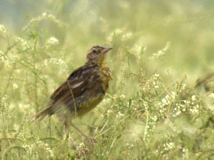 Слика од Sturnella magna (Linnaeus 1758)