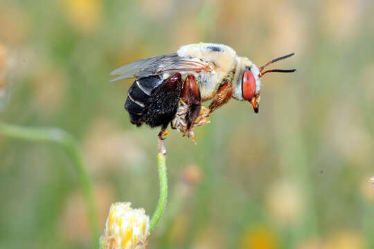 Image of Centridine Bees