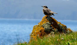 Anthus petrosus (Montagu 1798) resmi