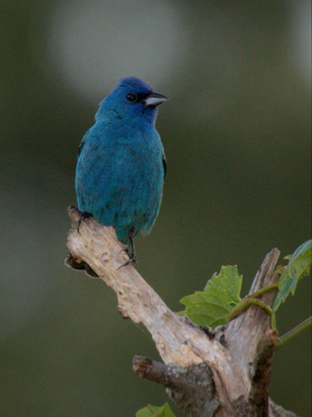 Image of Indigo Bunting