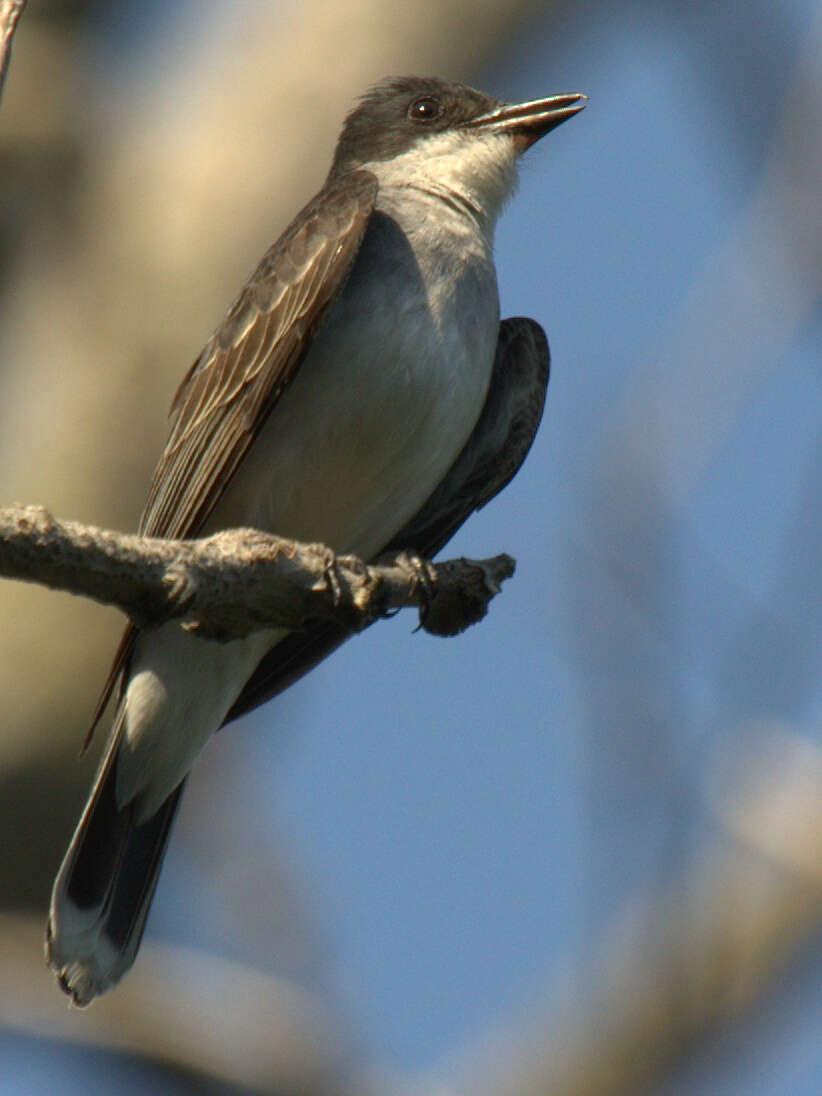 Image of Eastern Kingbird