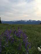 Image of arctic lupine