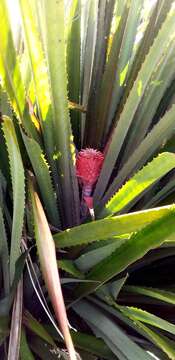 Image of Ananas comosus var. bracteatus (Lindl.) Coppens & F. Leal