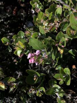 Image de Arctostaphylos osoensis P. V. Wells