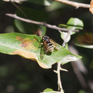 Image of Temnostoma excentricum