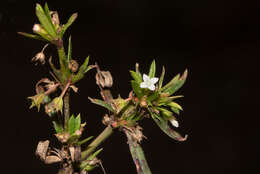 Image of Oldenlandia corymbosa var. caespitosa (Benth.) Verdc.