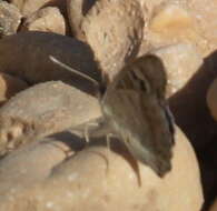 Image of Junonia orithya here Lang 1884