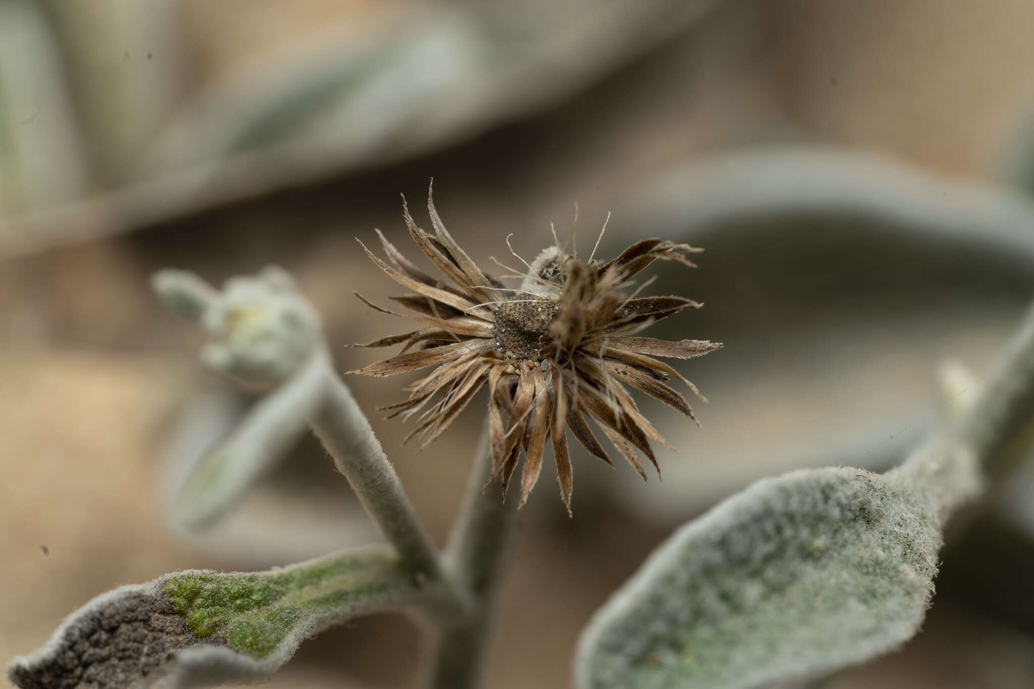 Pentanema verbascifolium subsp. heterolepis (Boiss.) resmi