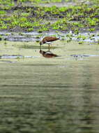 Image of Solitary Sandpiper