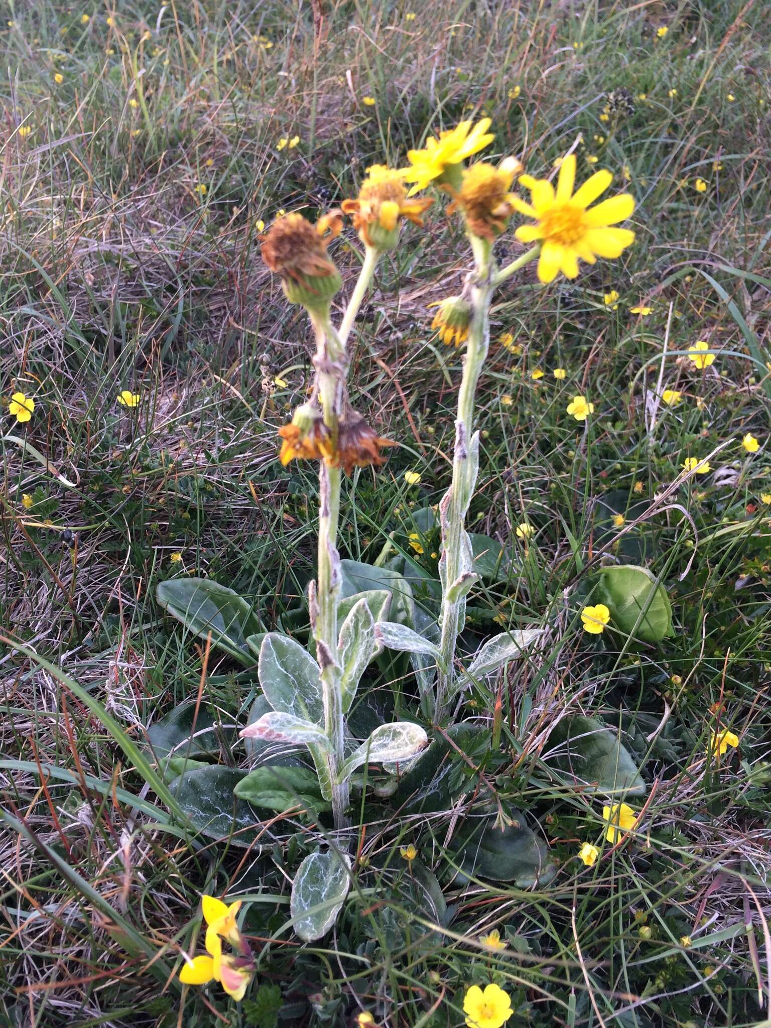 Image of Tephroseris integrifolia subsp. maritima (Syme) B. Nord.