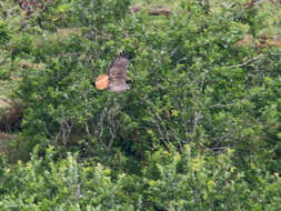 Buteo jamaicensis costaricensis Ridgway 1874 resmi