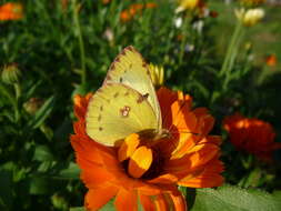 Image of pale cloudedyyellow