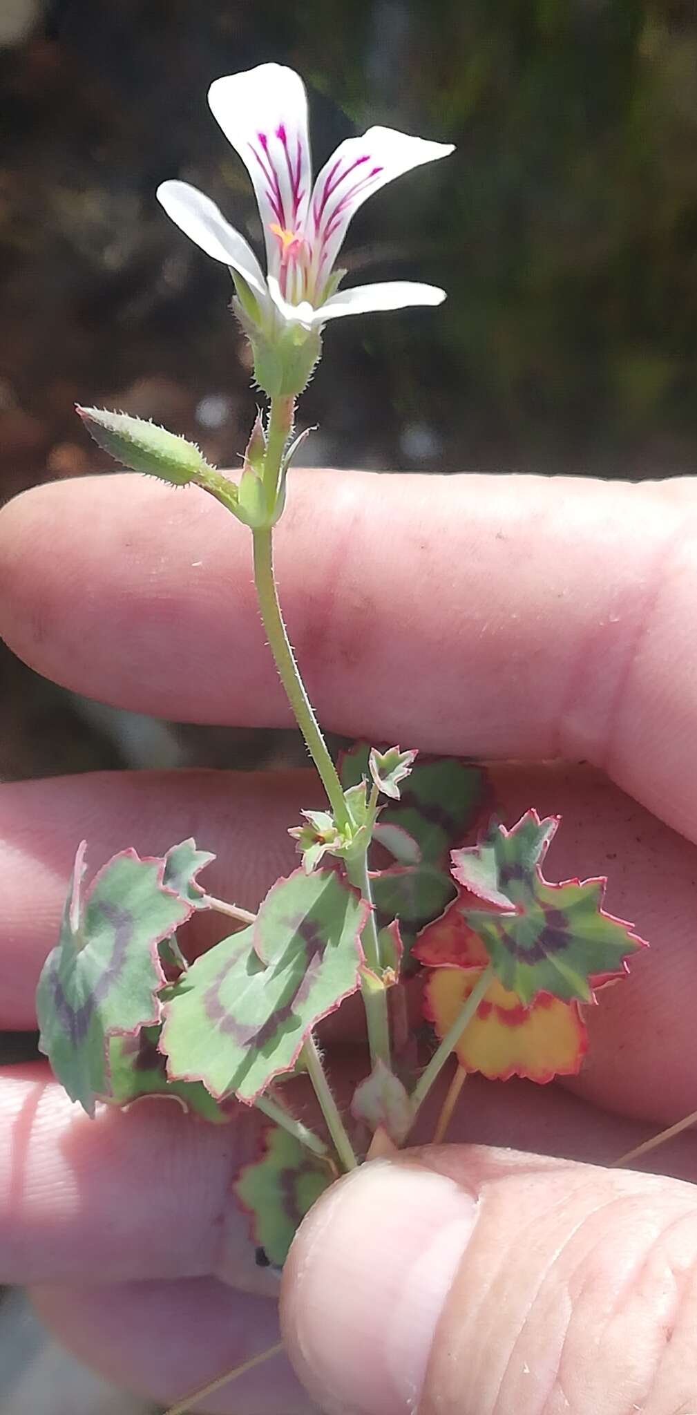 Image of Pelargonium tabulare (Burm. fil.) L'Her.