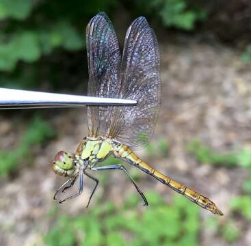 Image of <i>Sympetrum <i>striolatum</i></i> striolatum