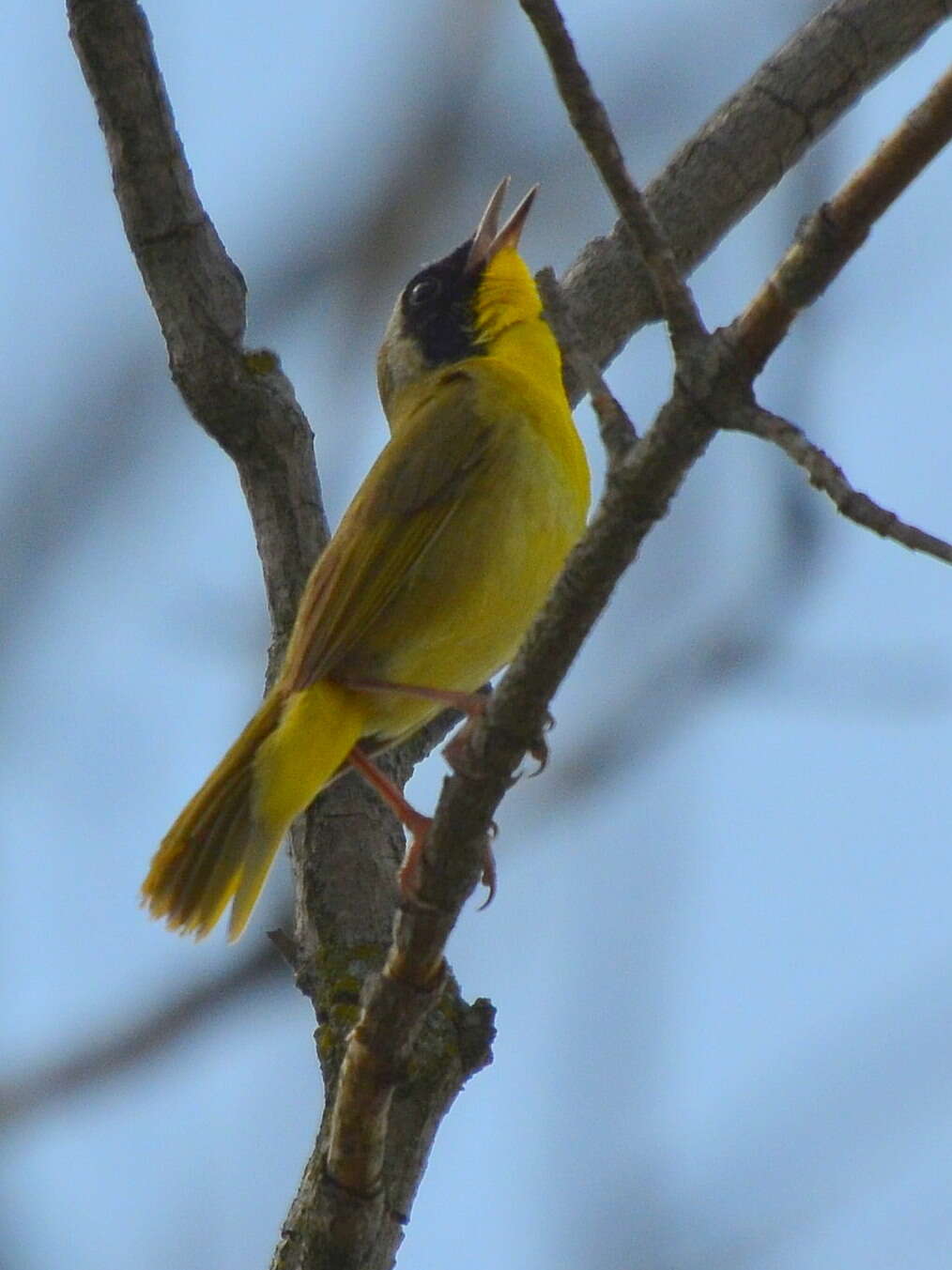 Geothlypis trichas (Linnaeus 1766) resmi