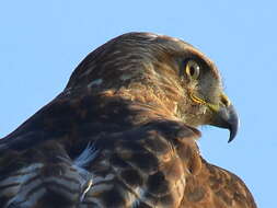 Image of Red-tailed Hawk