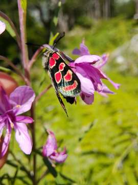 Image of Zygaena carniolica Scopoli 1763