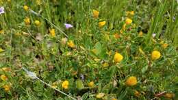 Image de Acmispon wrangelianus (Fisch. & C. A. Mey.) D. D. Sokoloff