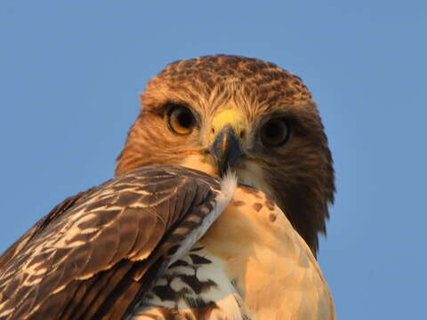 Image of Red-tailed Hawk