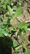 Image de Catharanthus scitulus (Pichon) Pichon