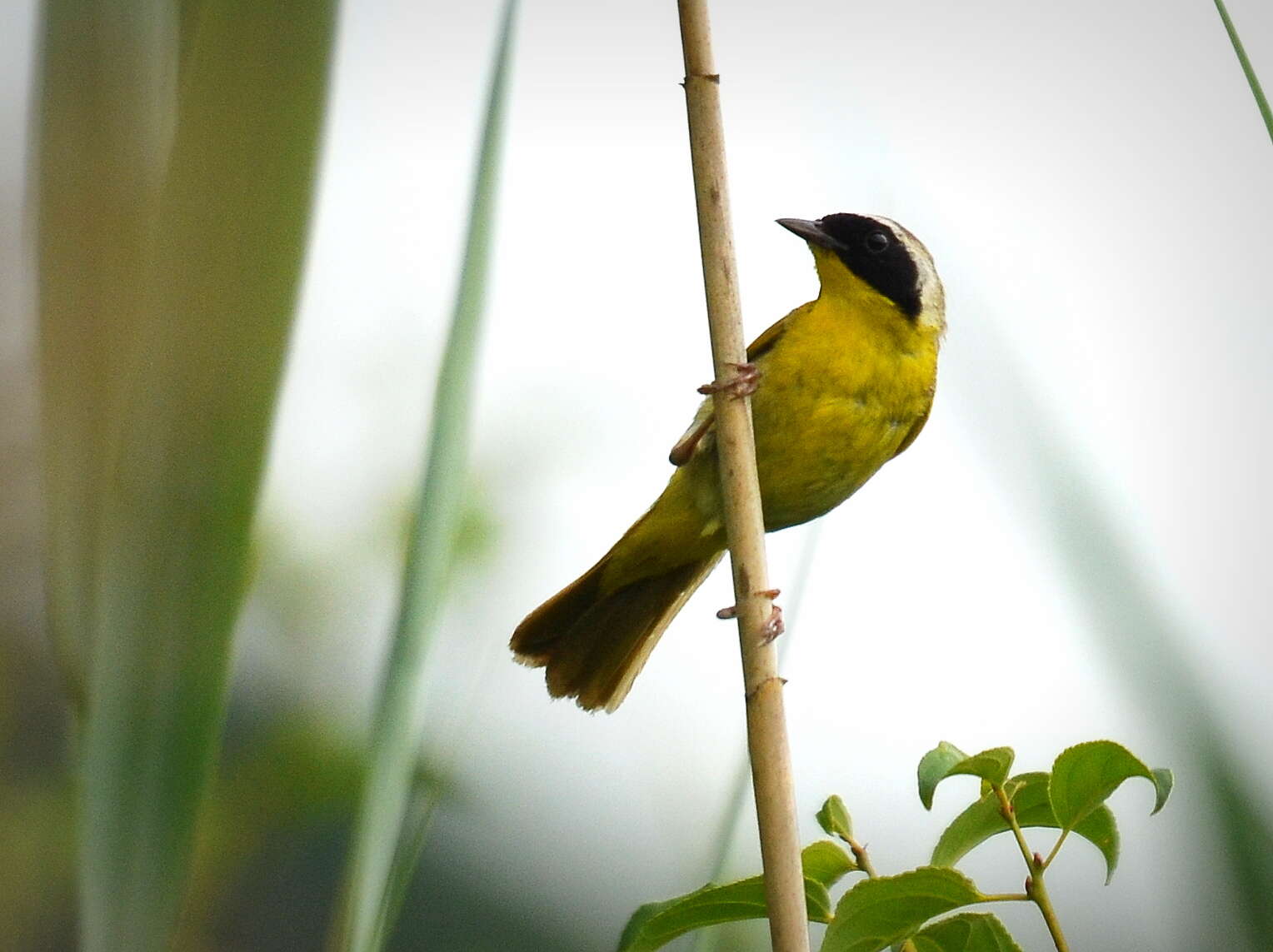 Geothlypis trichas (Linnaeus 1766) resmi