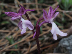 Image of Orchis sezikiana B. Baumann & H. Baumann