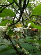 Image de Passiflora arborea Spreng.