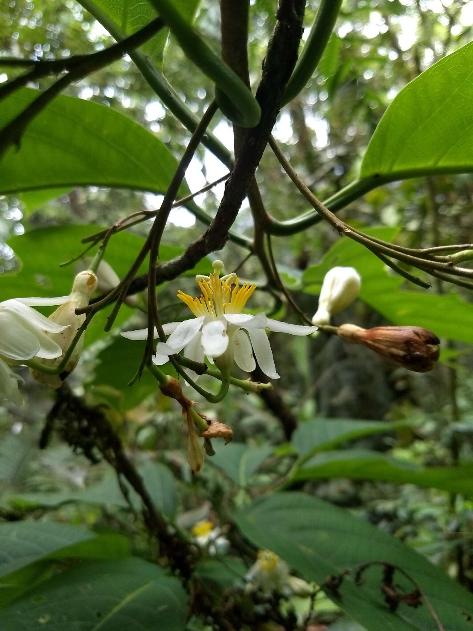 Image de Passiflora arborea Spreng.