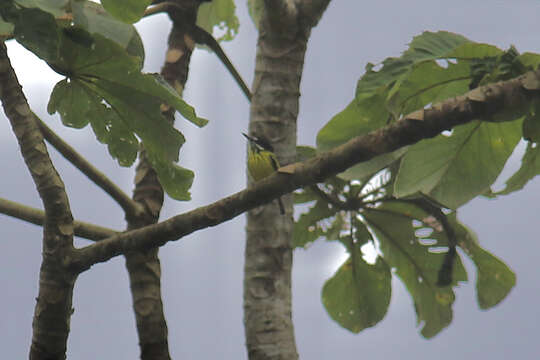 Image of Painted Tody-Flycatcher