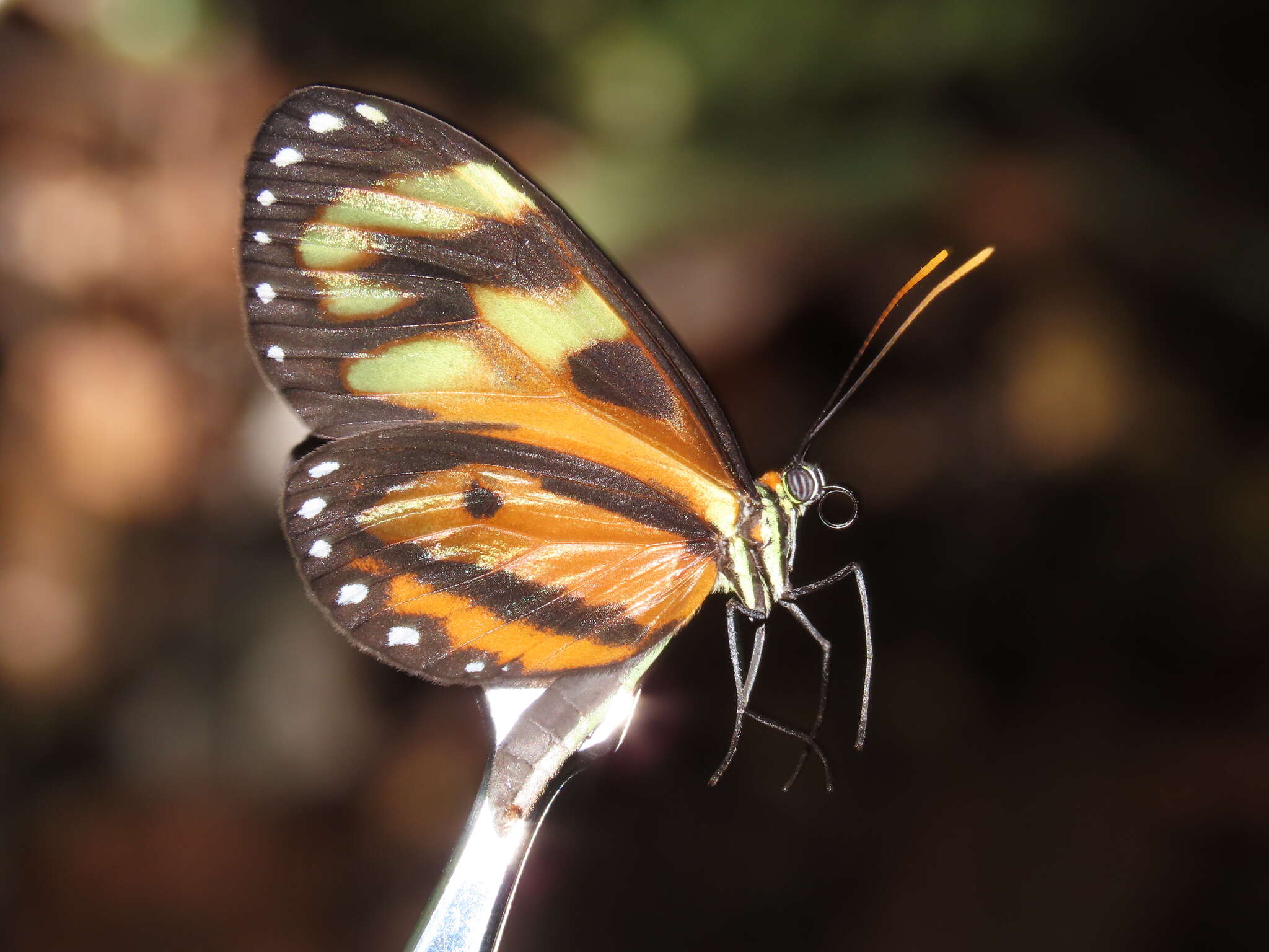 Image of Ithomia iphianassa anaphissa Herrich-Schäffer 1864