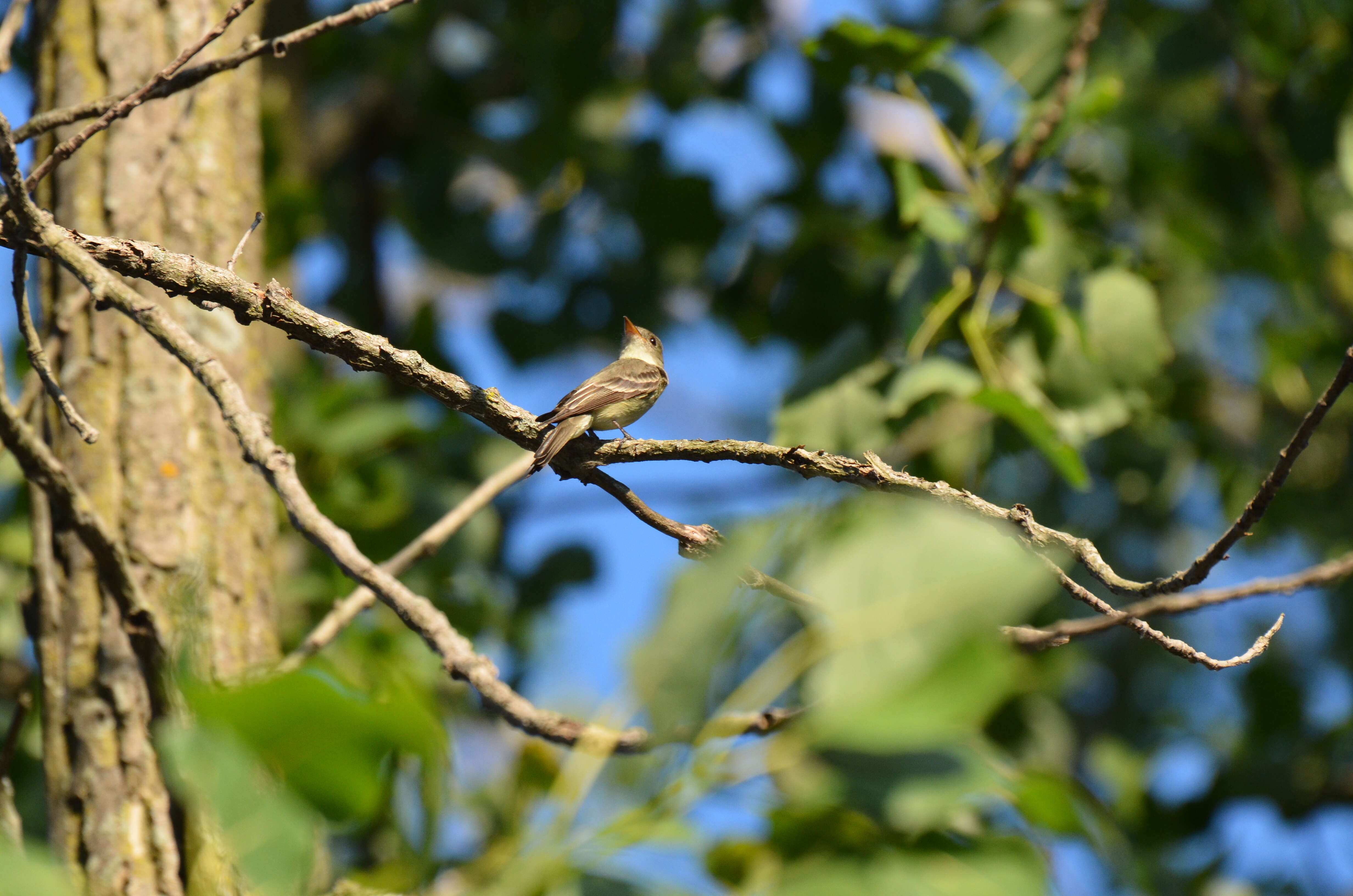 Image of Eastern Wood Pewee