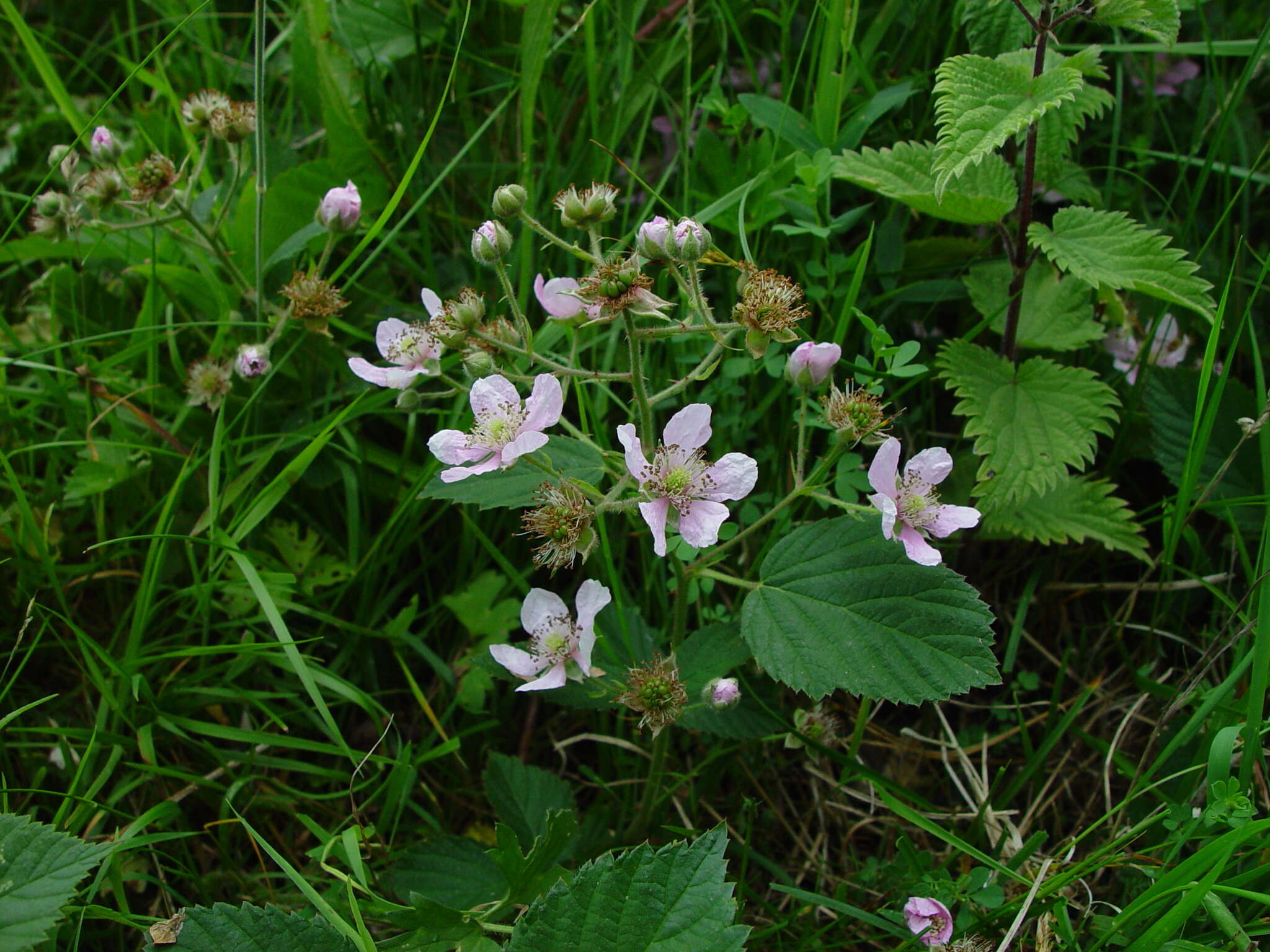 Image of Rubus sprengelii Weihe