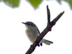 Image of gnatcatchers