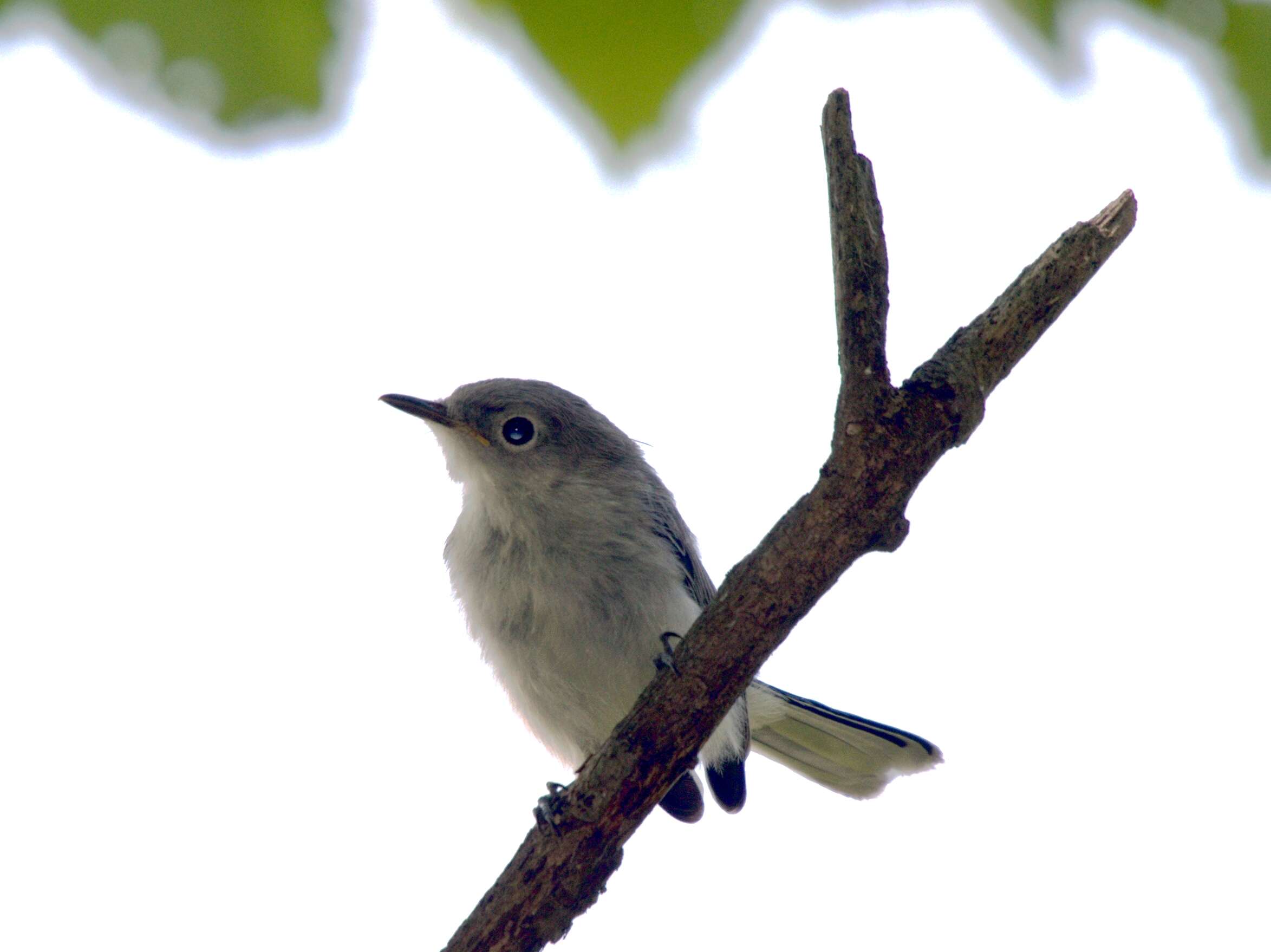 Image of gnatcatchers