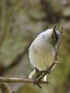 Image of gnatcatchers