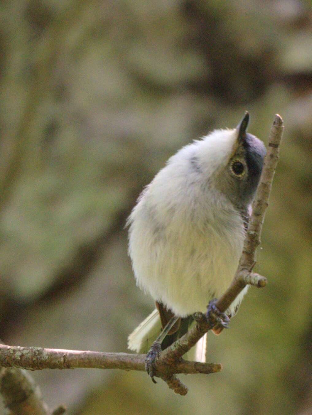 Image of gnatcatchers