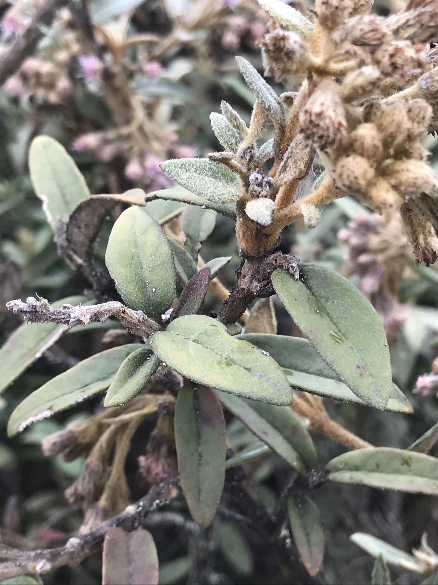 Image of Ageratina gynoxoides (Wedd.) R. King & H. Rob.