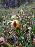 Image of California Pitcher Plant