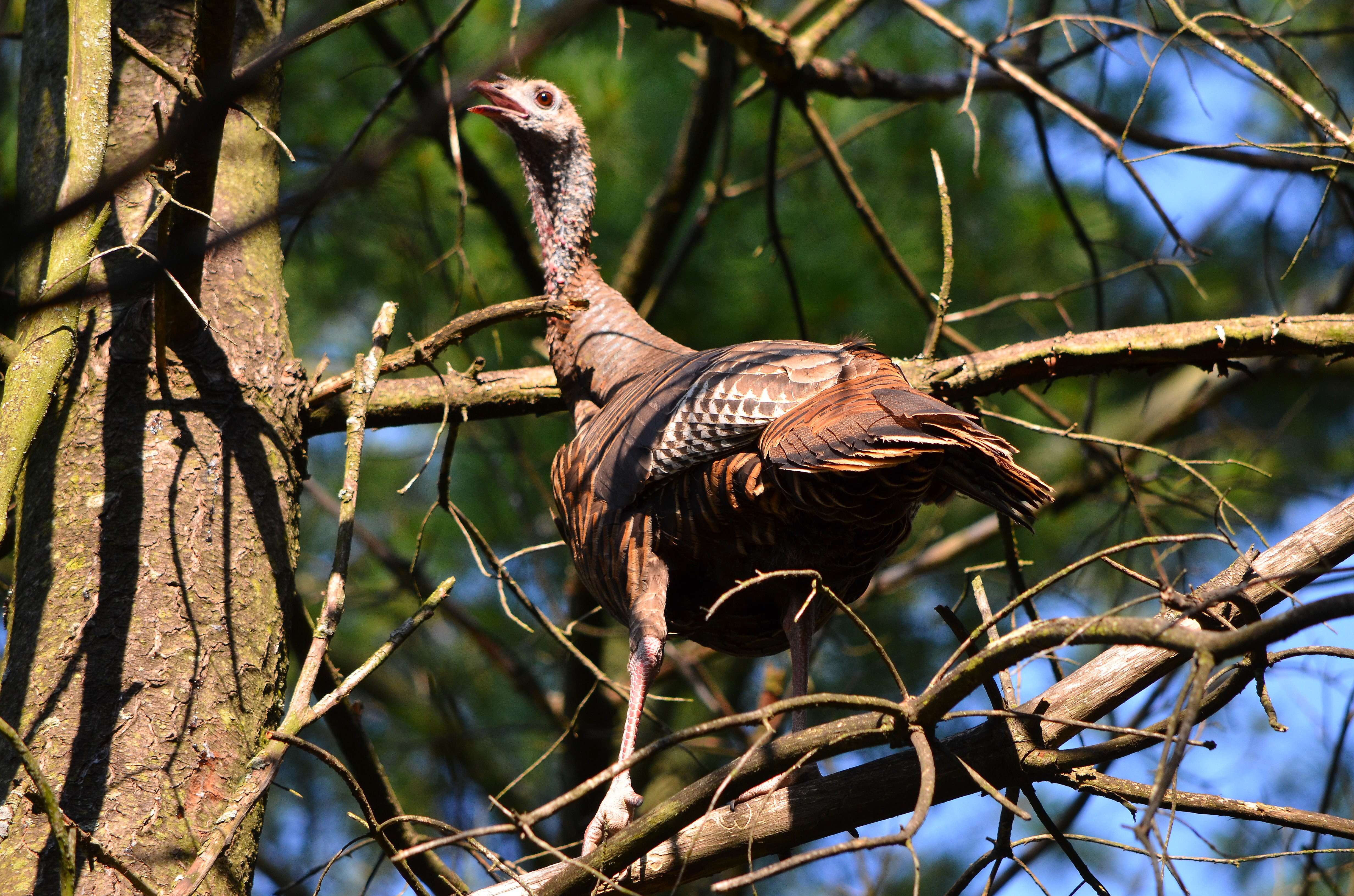 Imagem de Meleagris gallopavo Linnaeus 1758