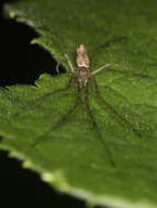 Image of Silver Longjawed Orbweaver