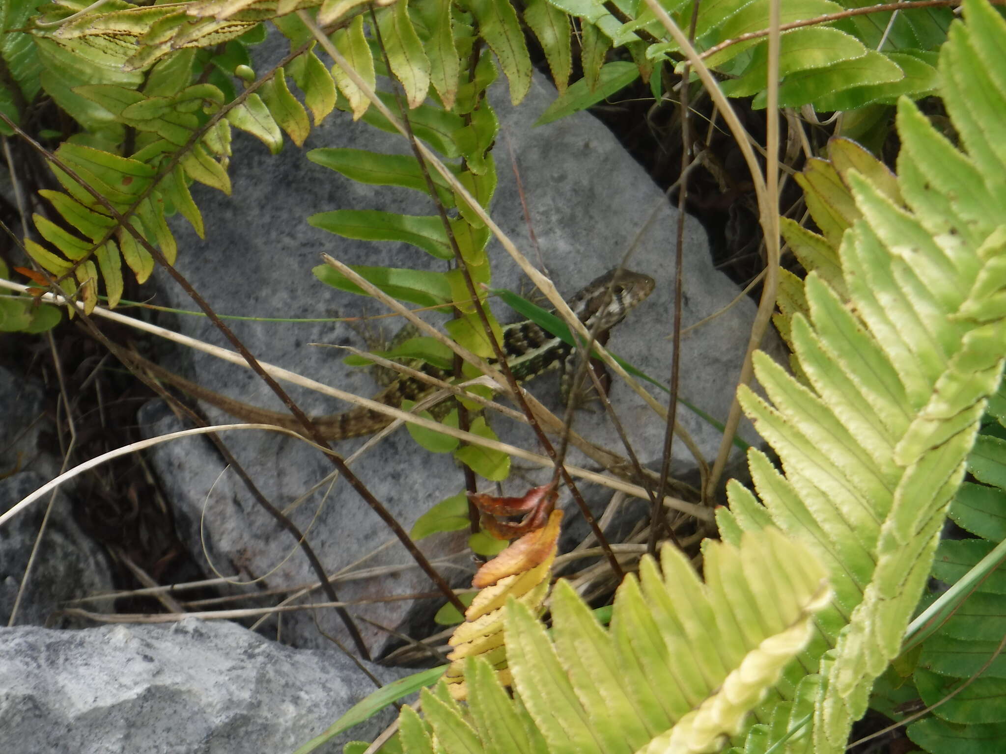 Image of Jeremie Curlytail Lizard