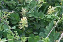 Image of licorice milkvetch