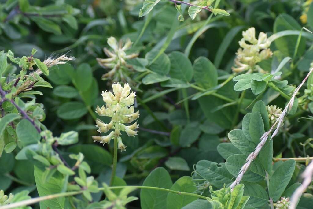 Image of licorice milkvetch