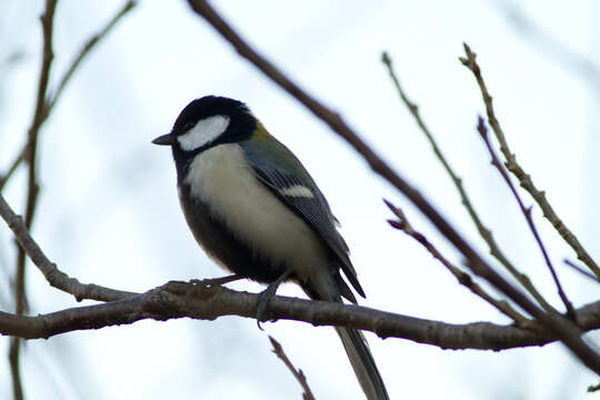 Image of Japanese Tit