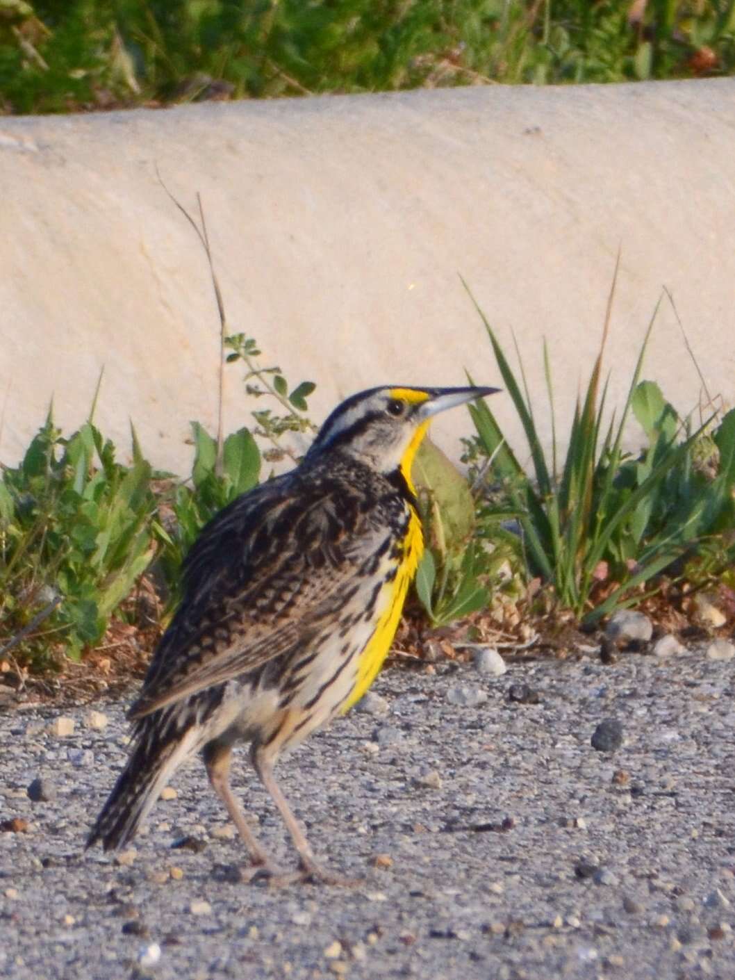 Слика од Sturnella magna (Linnaeus 1758)