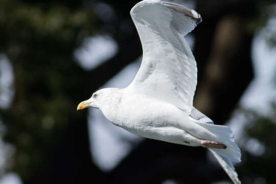 Image of Vega Gull