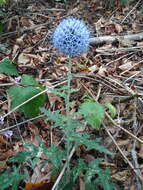 Image of Echinops bannaticus Rochel ex Schrad.