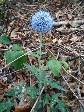 Image of Echinops bannaticus Rochel ex Schrad.