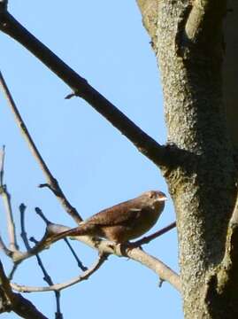 Image of House Wren