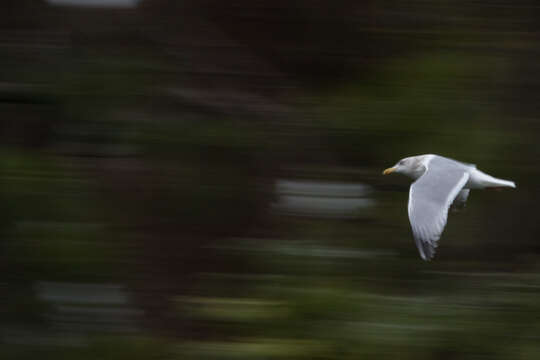 Image of Vega Gull